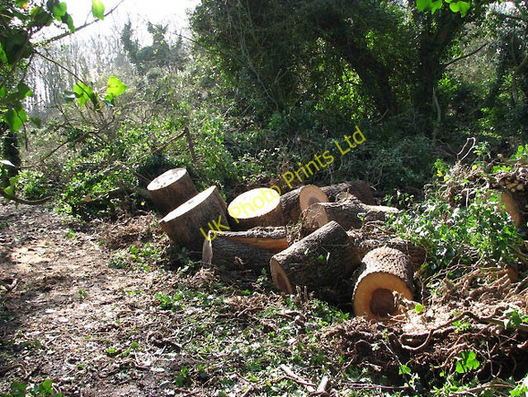 Photo 6"x4" Remains of a tree now firewood Little Hautbois c2008