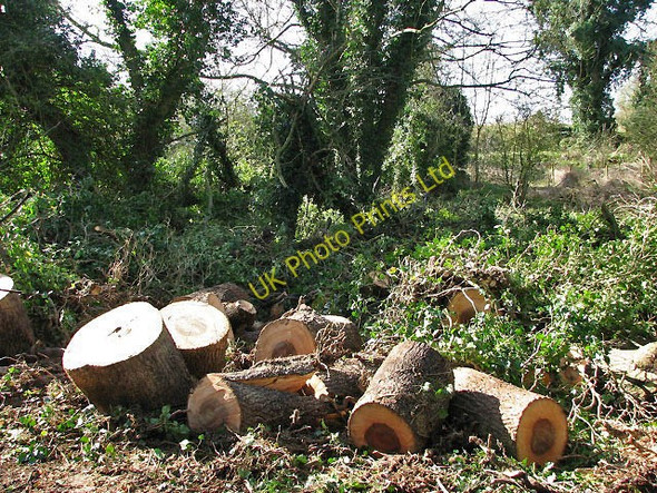 Photo 6"x4" Small woodland surrounding Church Farm Little Hautbois c2008