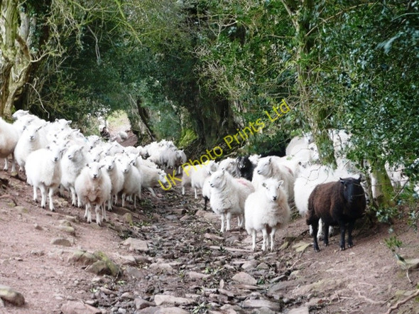 Photo 6"x4" Sheep (1) Pengenffordd c2008