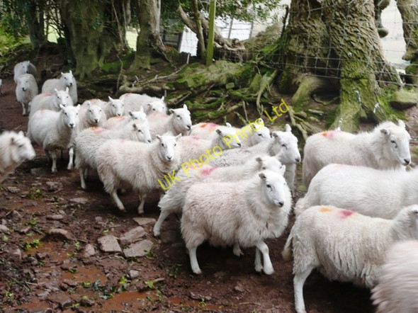 Photo 6"x4" Sheep (2) Pengenffordd c2008