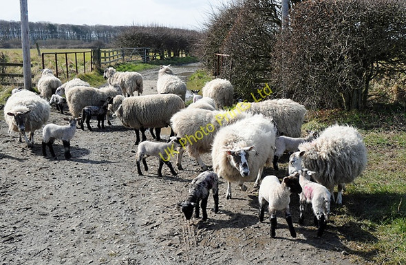 Photo 6"x4" Sheep and Lambs on Track near Goswick Haggerston\/NU0443 c2008
