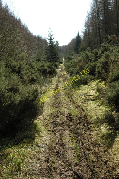 Photo 6"x4" General Wade's Military Road. Daviot\/NH7239 c2008