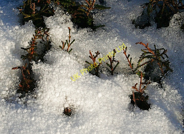 Photo 6"x4" Heather in the Snow Kirkton of Oyne c2008