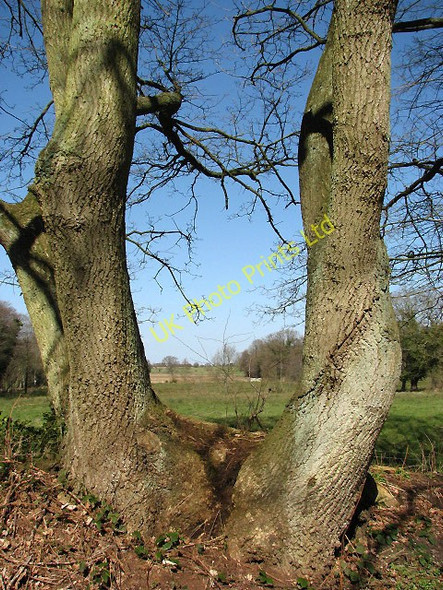 Photo 6"x4" View north across pastureland Felthorpe c2008