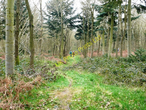 Photo 6"x4" And then the path turns right Stubbles c2008