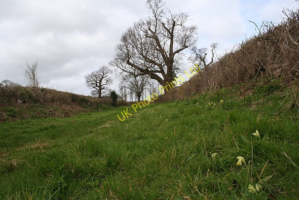 Photo 6"x4" Cowslips and Bridleway Chaceley c2008