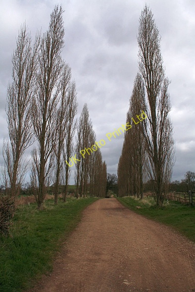 Photo 6"x4" Avenue of Poplars Chaceley c2008