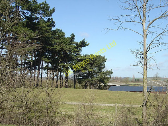Photo 6"x4" Windbreak of pines at Welldale Farm Bunny Hill\/SK5728 c2008