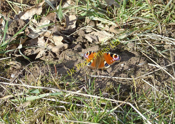 Photo 6"x4" The first Peacock of spring Stanford on Soar c2008
