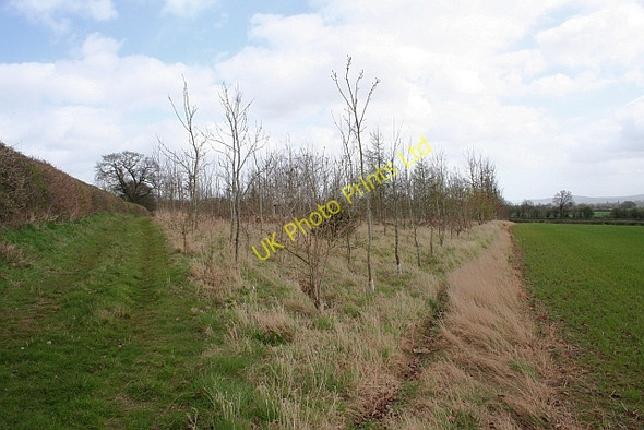 Photo 6"x4" Young Plantation Cold Elm c2008