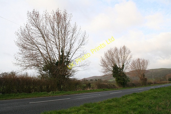 Photo 6"x4" Three Pollarded Male Black Poplars Upper Welland c2008