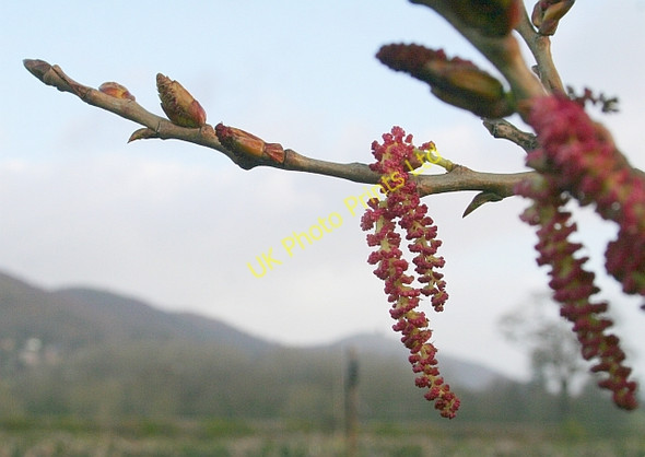 Photo 6"x4" Black Poplar Catkins Upper Welland c2008