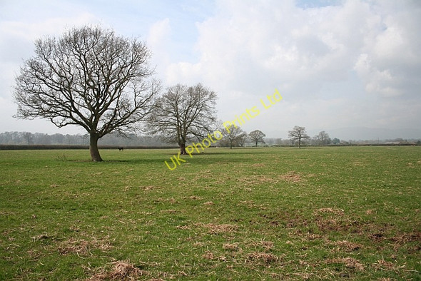 Photo 6"x4" Trees and Fields and Sky Duckswich c2008