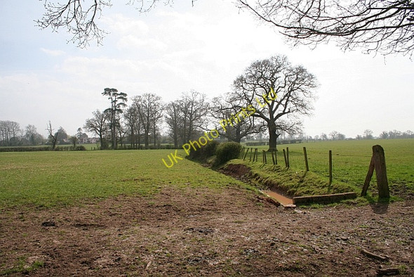 Photo 6"x4" Cow Pasture Duckswich c2008