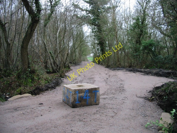 Photo 6"x4" New track through the woods Radfall c2008