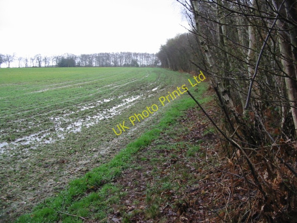 Photo 6"x4" Field boundary to the W of Hackington Road Radfall c2008