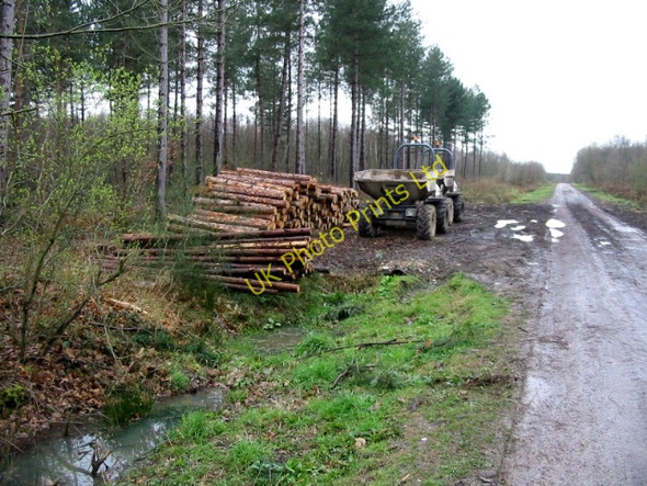 Photo 6"x4" Log pile in Clowes Wood Radfall c2008