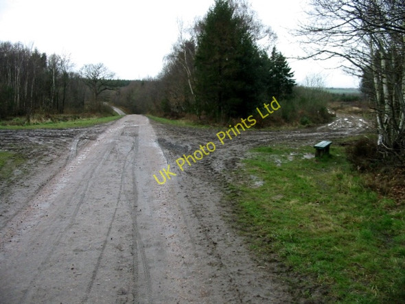 Photo 6"x4" Muddy footpath junction in Clowes Wood Radfall c2008