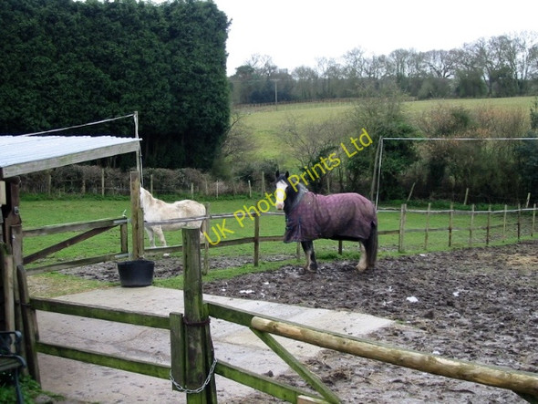 Photo 6"x4" Small paddocks off Tyler Hill Road Blean c2008