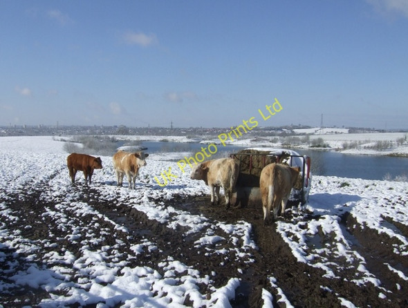 Photo 6"x4" Bullocks feeding at Manor Farm, Essington Westcroft\/SJ9302 c2008