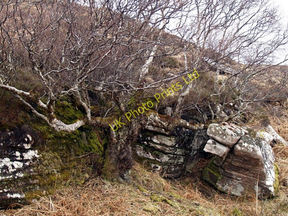 Photo 6"x4" Tree and small crag Ardmair c2008