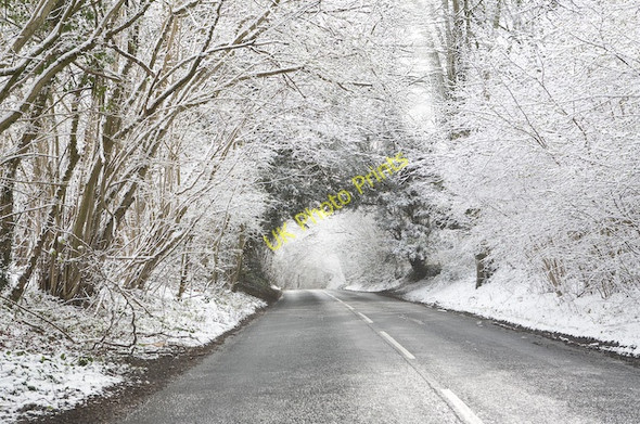 Photo 6"x4" Belmore Lane climbing the hill through High Wood after April snow Blackdown\/SU5322 c2008