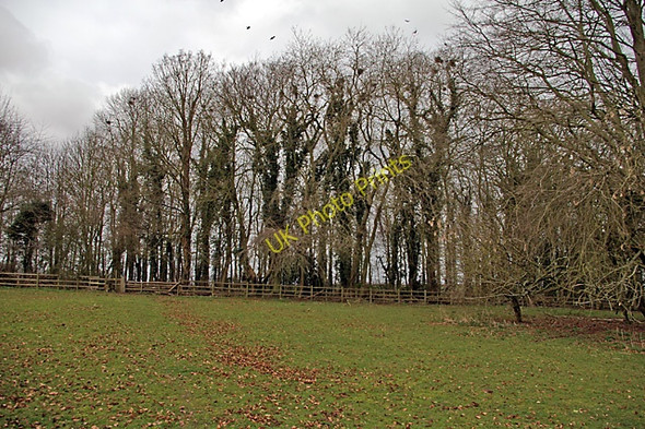 Photo 6"x4" Rooks nesting Wold Newton\/TF2496 c2008