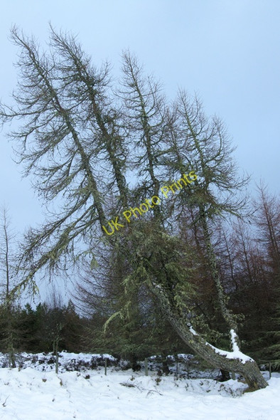 Photo 6"x4" Wind swept pine, Duntelchaig Woods Creag a' Chlachain c2008