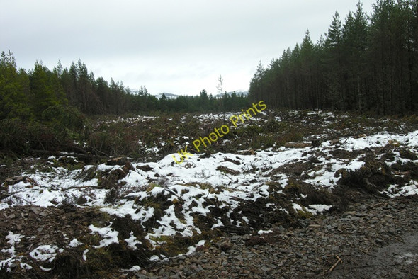 Photo 6"x4" Forest clearing Carr B\u00e0n c2008