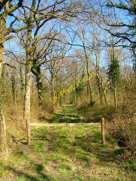 Photo 6"x4" Track, Longlands Wood Small Dole c2008
