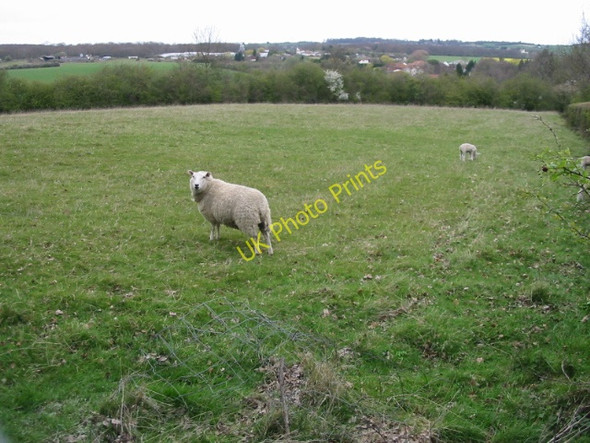 Photo 6"x4" Sheep field adjacent to the A290 Whitstable Road Honey Hill\/TR1161 c2008
