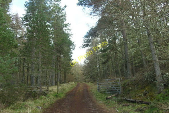 Photo 6"x4" Millbuie Forest track Mount High c2008
