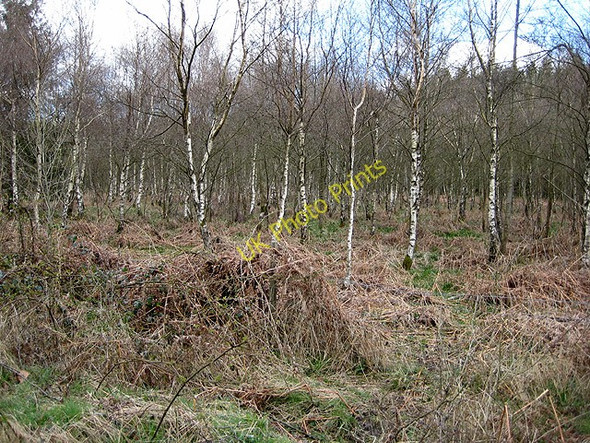 Photo 6"x4" Birch trees in the Forest of Dean Cannop c2008