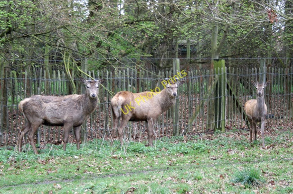 Photo 6"x4" Deer in Wollaton Park Beeston\/SK5236 c2008