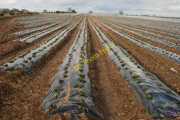 Photo 6"x4" Strawberry Fields Forever Huggate c2008