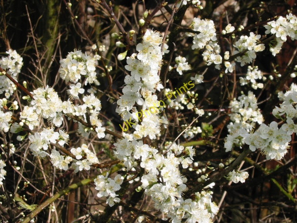 Photo 6"x4" Blackthorn in blossom Honey Hill\/TR1161 c2008
