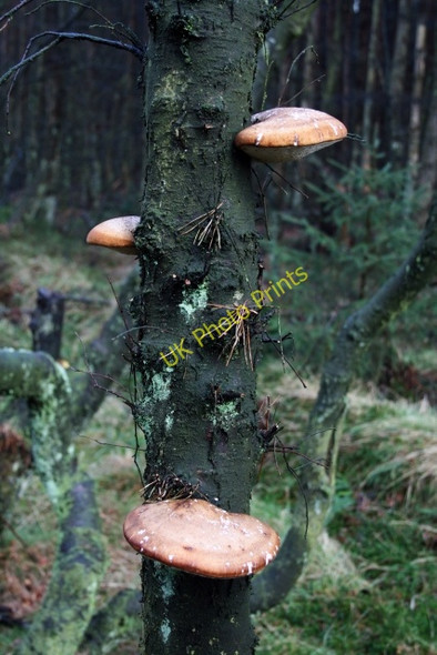 Photo 6"x4" Fungi on Tree near Leaf Howe Stape c2008