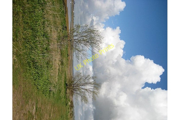 Photo 6"x4" Two trees, Two Tree Island Sunken Marsh c2008