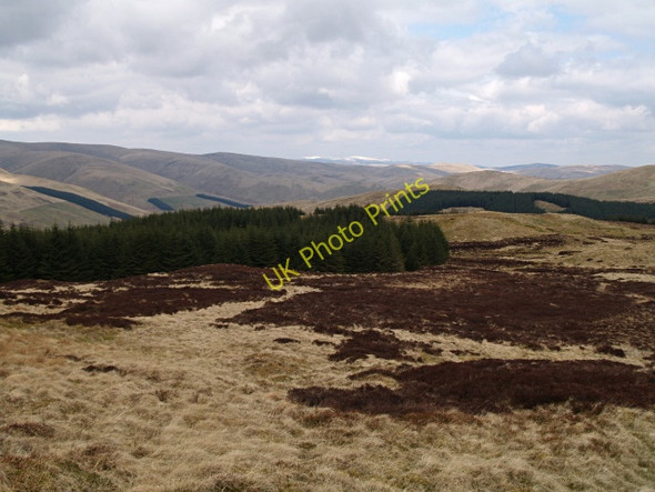 Photo 6"x4" Forest edge, Phawhope Kips Phawhope Hill c2008 P1