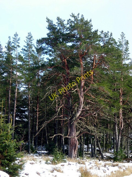 Photo 6"x4" Old Pine in Glenmore Forest Park Coylumbridge c2008