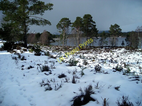 Photo 6"x4" Forest on South Side of Loch Morlich Loch Morlich c2008