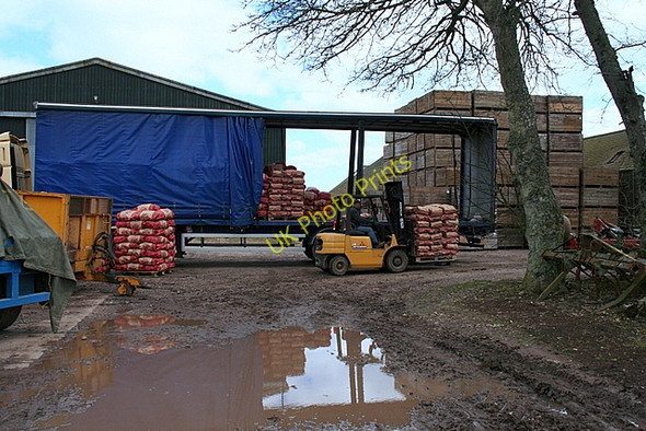 Photo 6"x4" Loading Potatoes at Pitcundrum Bonnington Smiddy c2008