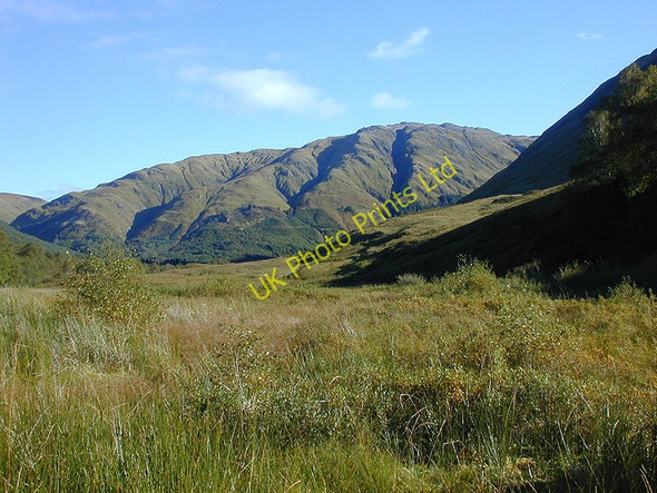 Photo 6"x4" Regenerating flora in Strath Croe Carn-gorm c2004