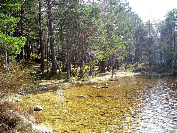 Photo 6"x4" Wooded Shore of Loch an Eilein Doune\/NH8809 c2008
