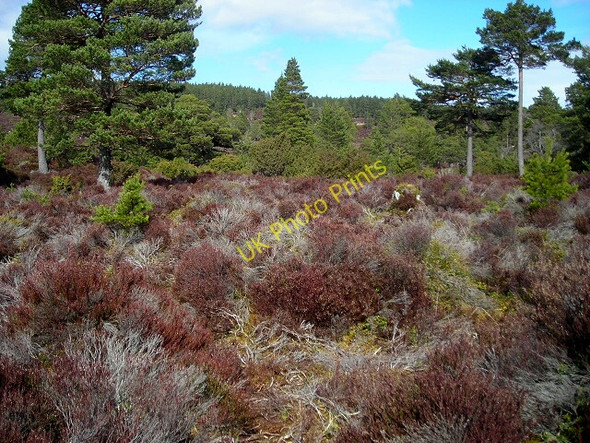 Photo 6"x4" Open Forest in Rothiemurchus Doune\/NH8809 c2008