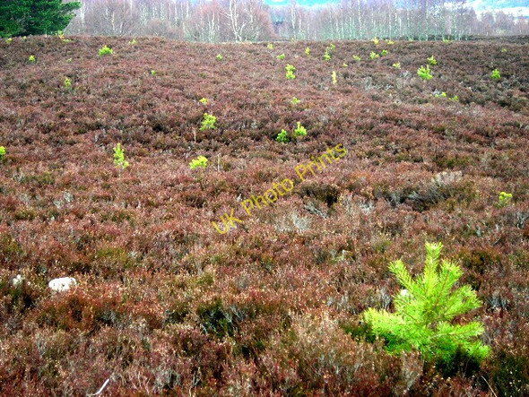 Photo 6"x4" Moorland Sprouting Forest Kinveachy c2008