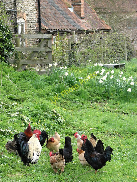 Photo 6"x4" Found something interesting Sharrington c2008