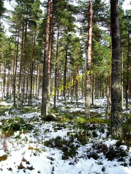 Photo 6"x4" Snowy Forest Coylumbridge c2008