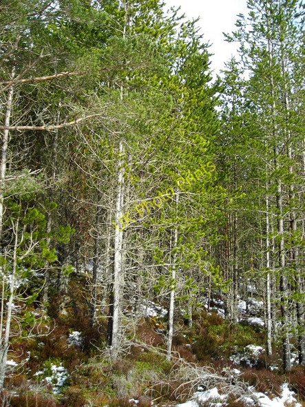Photo 6"x4" Forested Hillside in Glenmore Forest Park Coylumbridge c2008