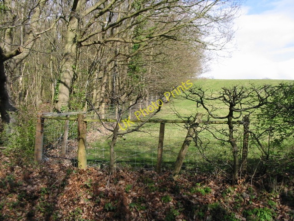 Photo 6"x4" Woodland edge on Clay Hill Dargate Common c2008